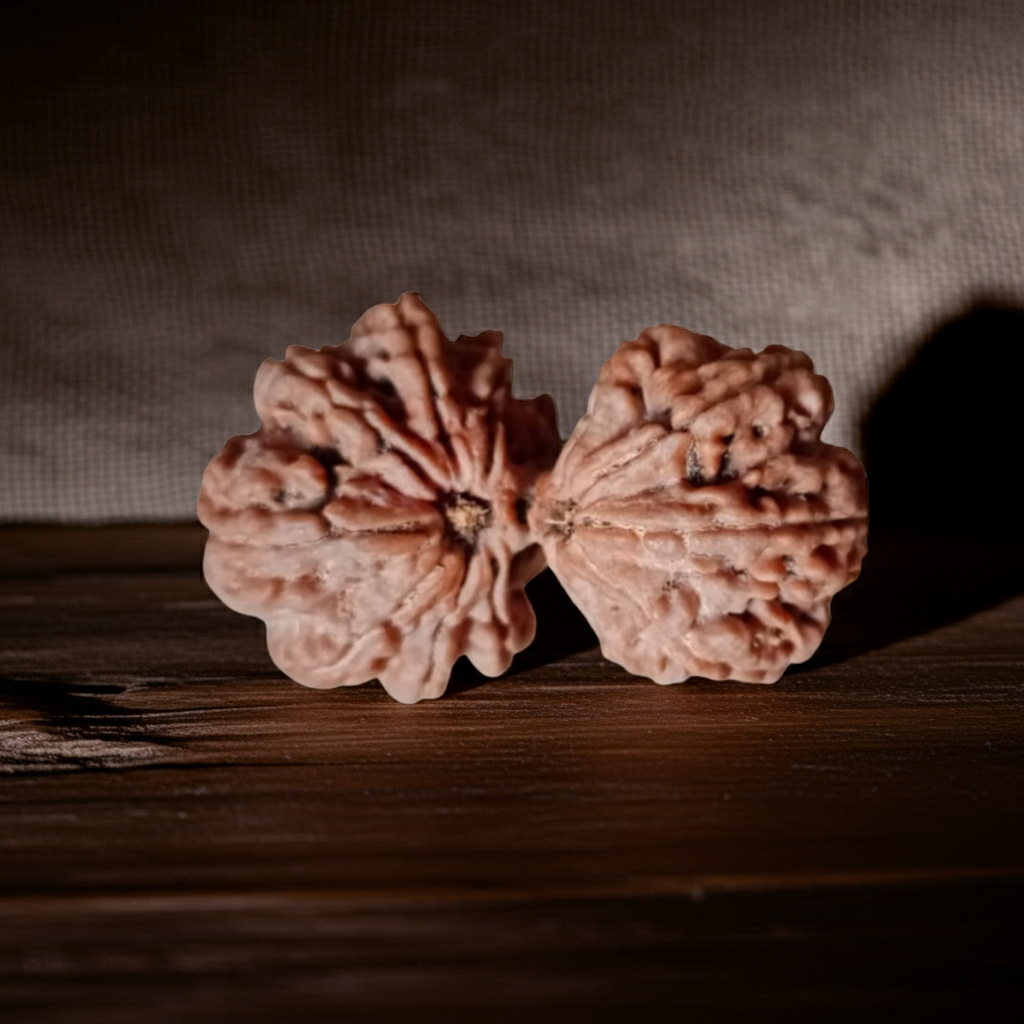 Gauri Shankar Rudraksha  Authentic, Certified