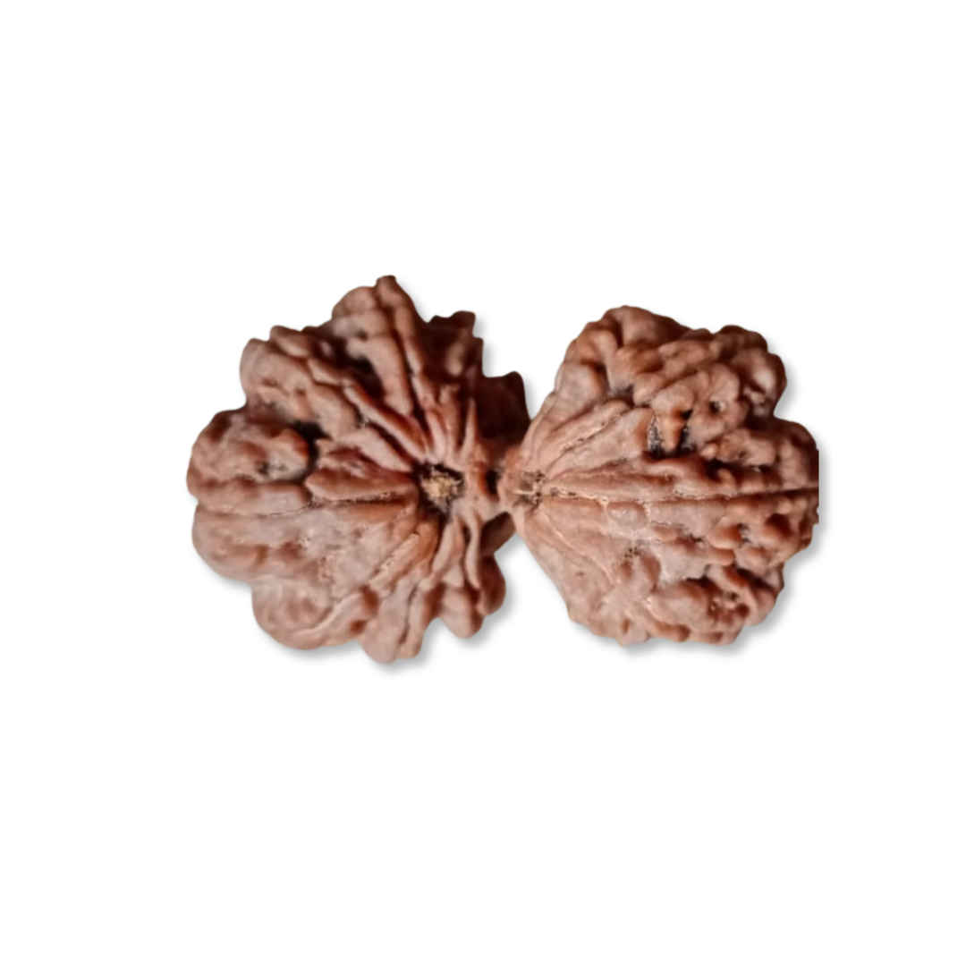 Gauri Shankar Rudraksha  Authentic, Certified