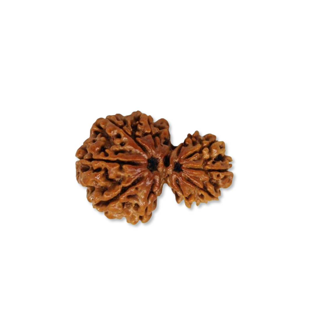 GharbGauri Rudraksha  Authentic, Certified
