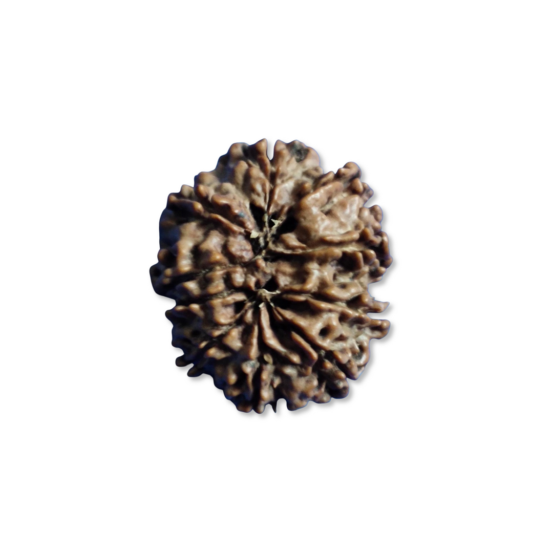 DashMukhi Rudraksha  Authentic, Bears Seven (10) lines, Certified