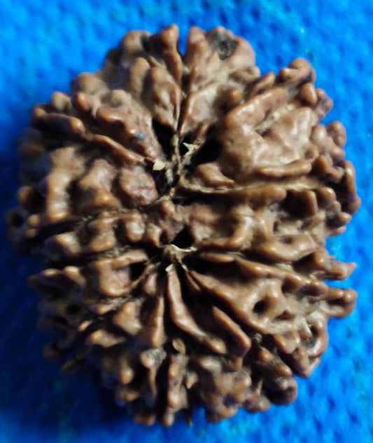 10 Mukhi Rudraksha