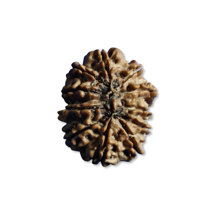 11 Mukhi Rudraksha  Authentic, Bears Seven (11) lines, Certified