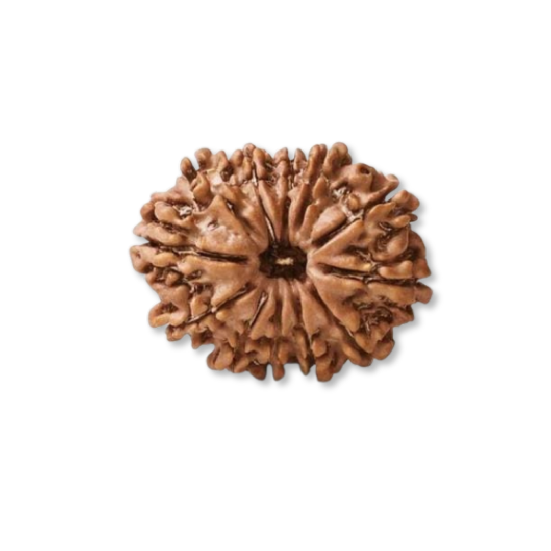 12 Mukhi Rudraksha  Authentic, Bears Seven (12) lines, Certified