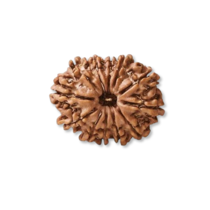 12 Mukhi Rudraksha  Authentic, Bears Seven (12) lines, Certified