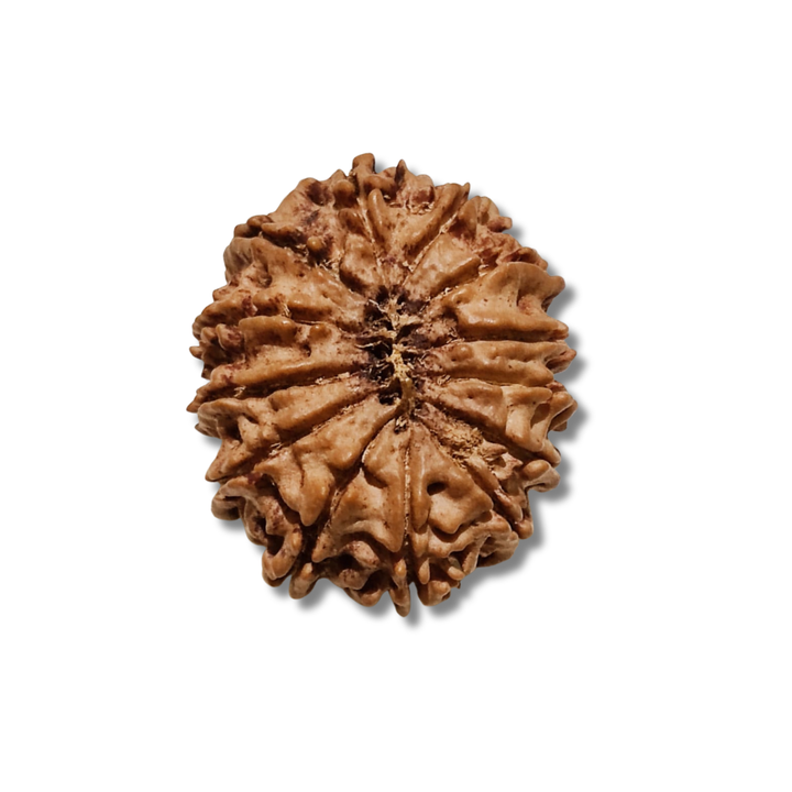 13 Mukhi Rudraksha  Authentic, Bears Seven (13) lines, Certified