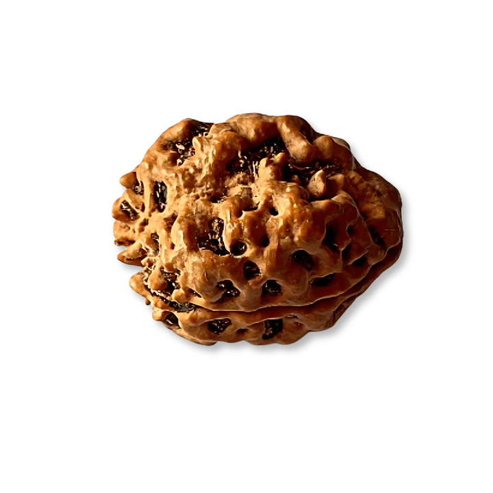 DwiMukhi Rudraksha, Authentic, Bears two (2) lines, Oval Shape, Certified