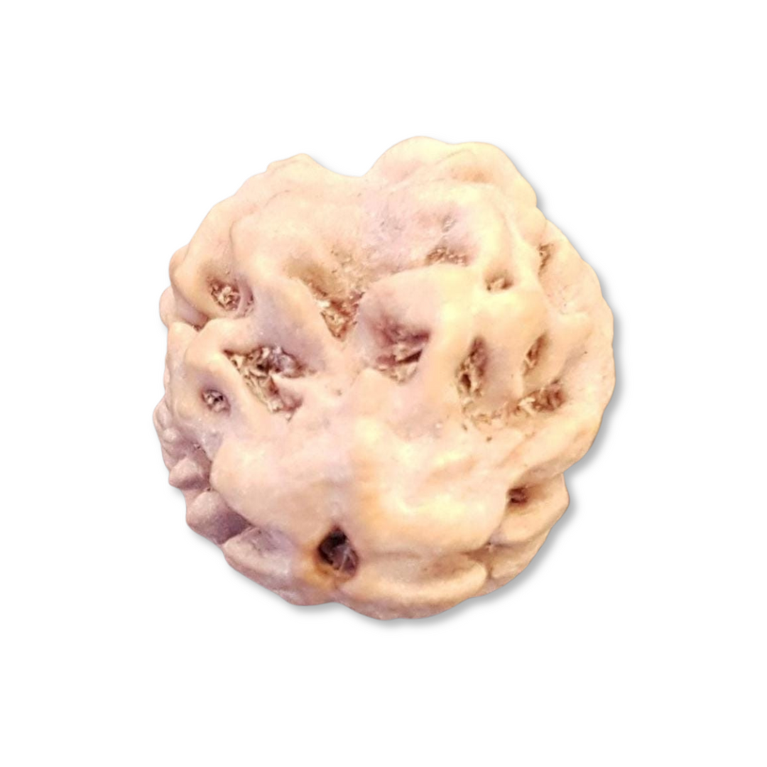 DwiMukhi Rudraksha, Authentic, Bears two (2) lines, Oval Shape, Certified
