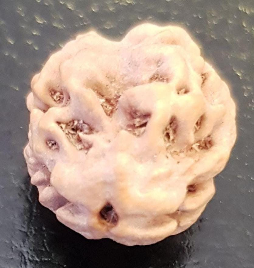 2 Mukhi Rudraksha