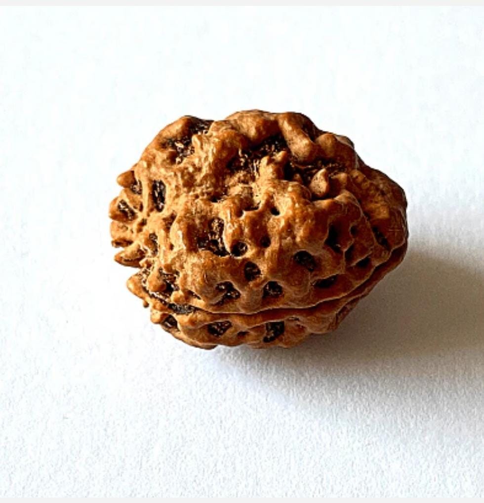 2 Mukhi Rudraksha