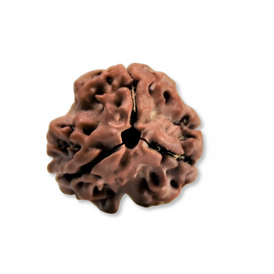TriMukhi Rudraksha, Authentic, Bears three (3) lines, Certified