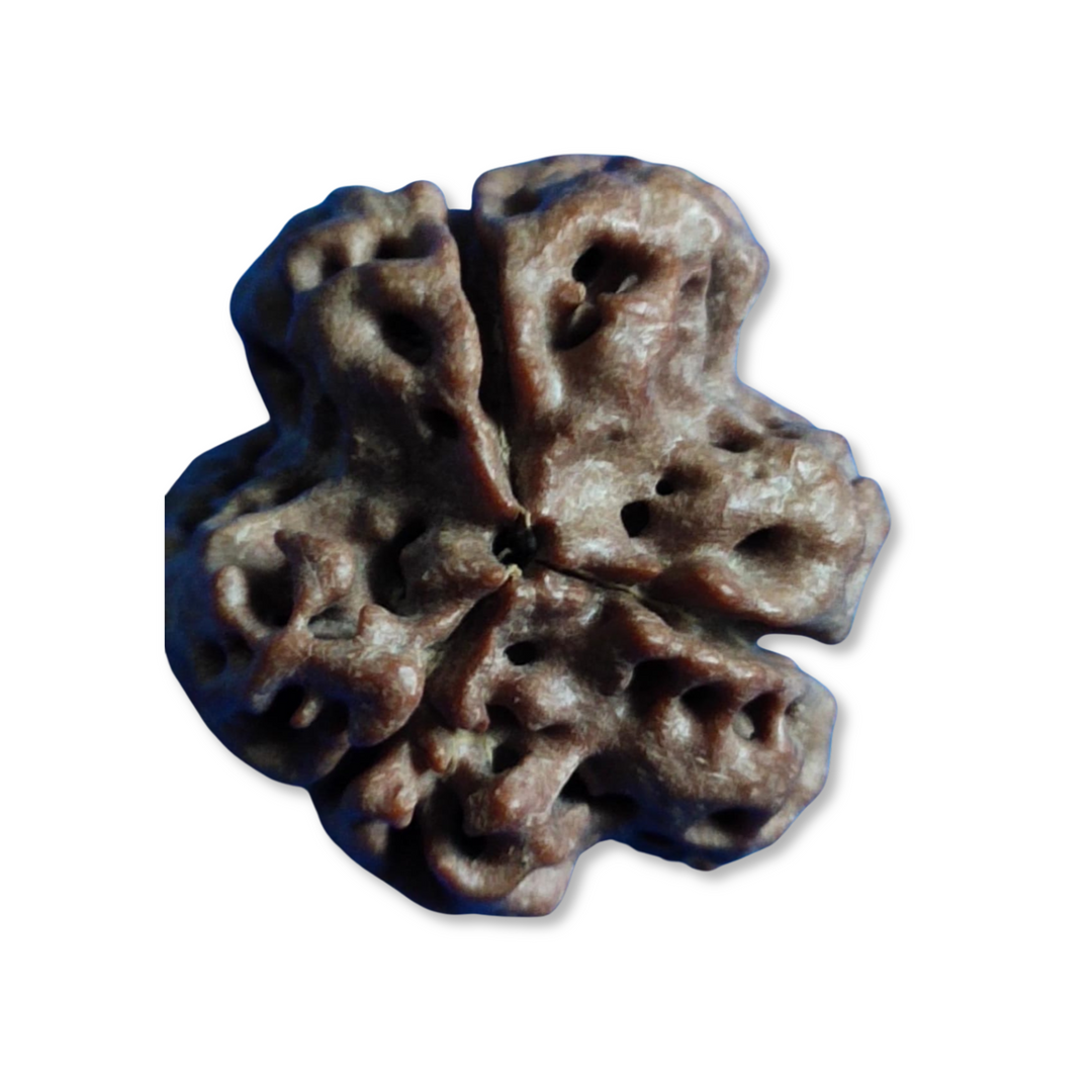TriMukhi Rudraksha, Authentic, Bears three (3) lines, Certified
