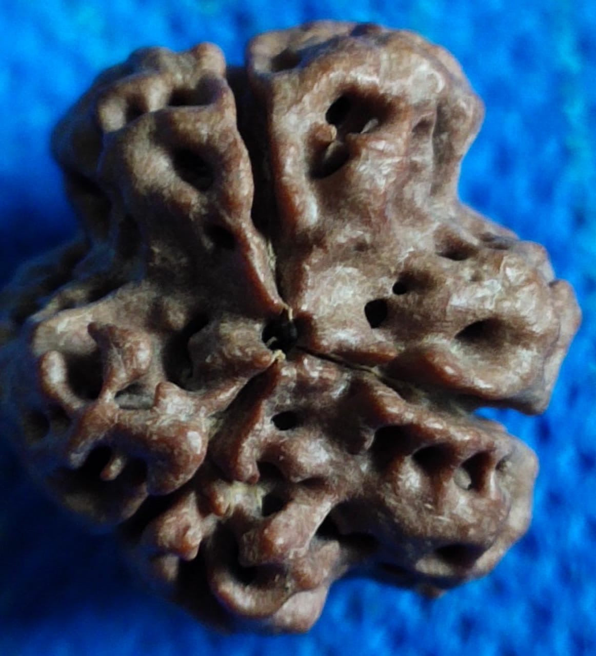 3 Mukhi Rudraksha