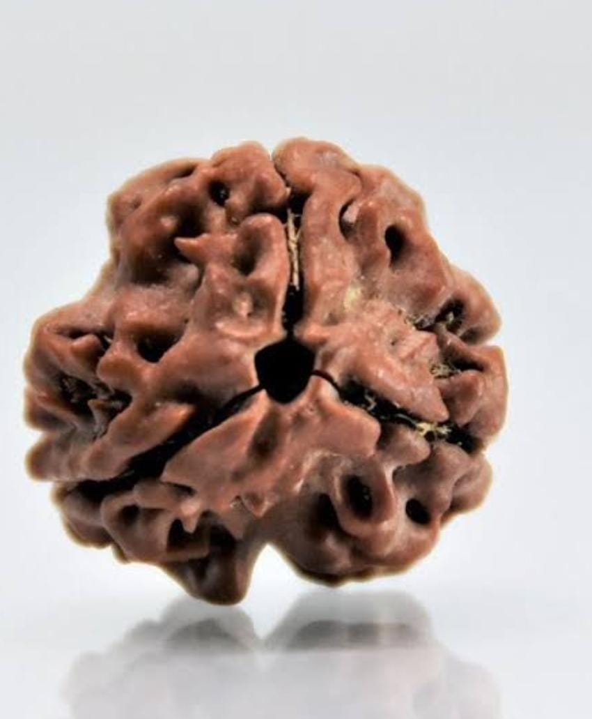 3 Mukhi Rudraksha
