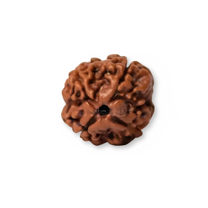 ChaturMukhi Rudraksha, Authentic, Bears four (4) lines