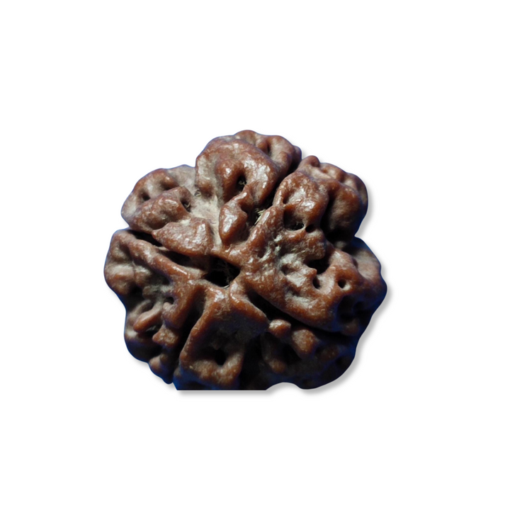 ChaturMukhi Rudraksha, Authentic, Bears four (4) lines