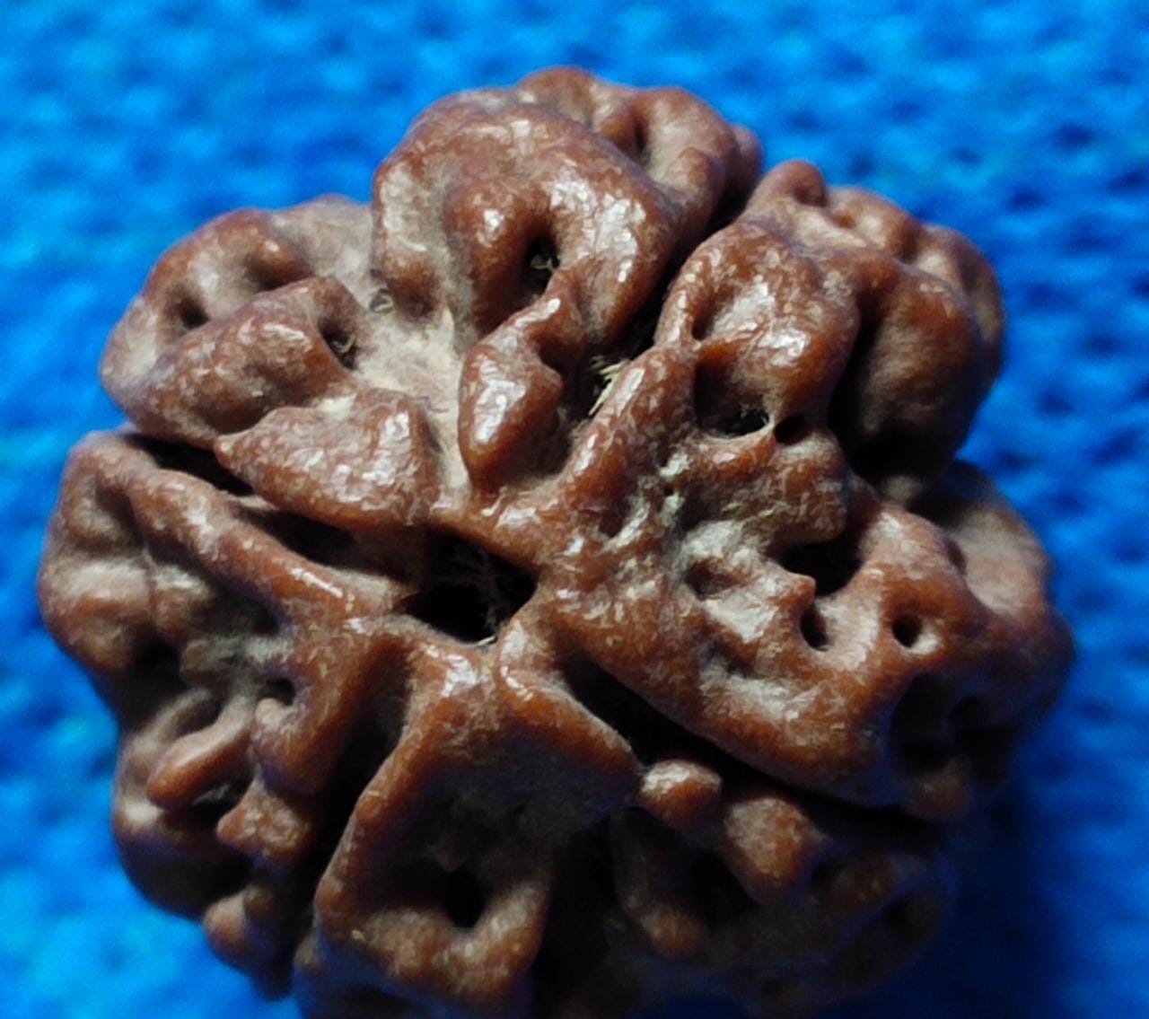 4 Mukhi Rudraksha