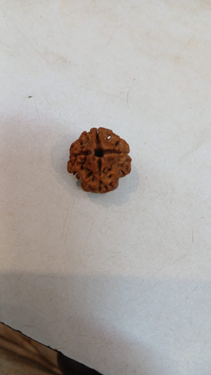 4 Mukhi Rudraksha