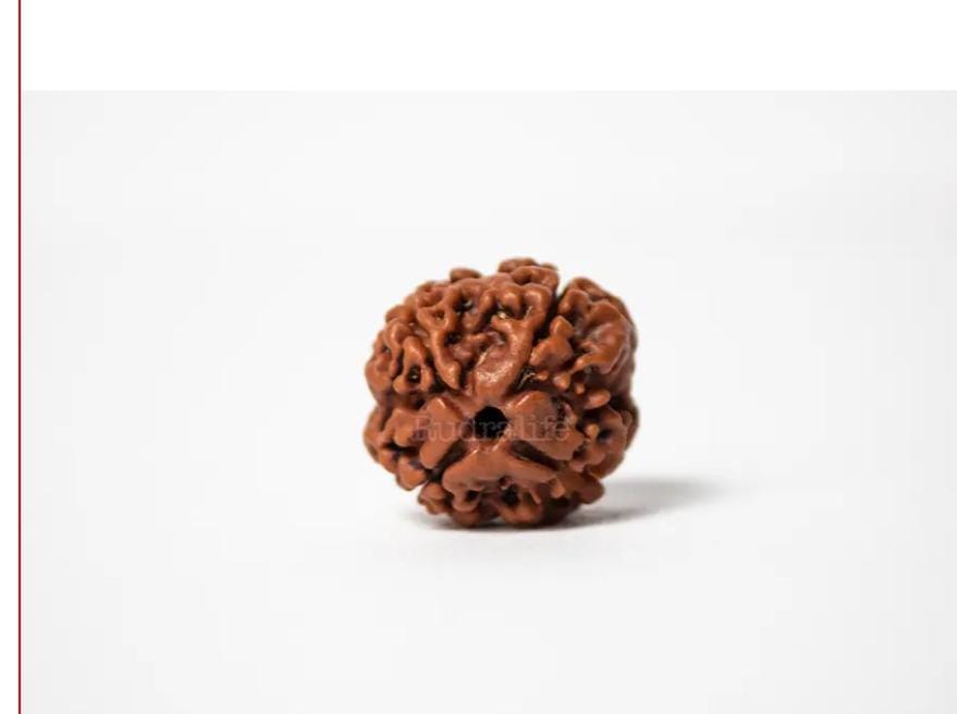 4 Mukhi Rudraksha