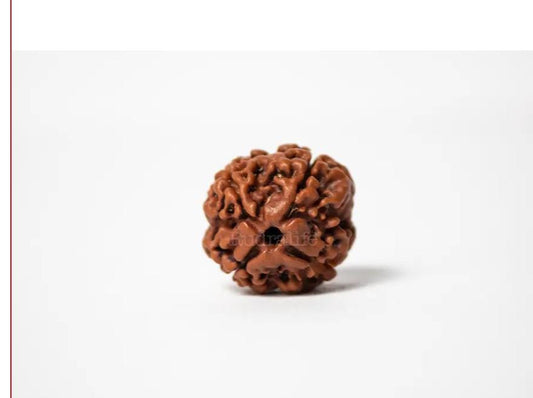 4 Mukhi Rudraksha