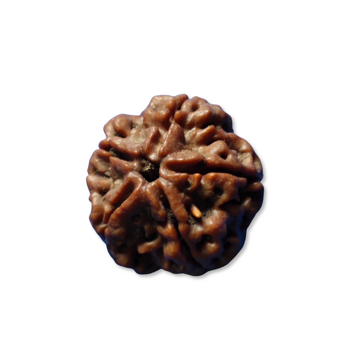 PanchMukhi Rudraksha, Authentic, Bears Five (5) lines
