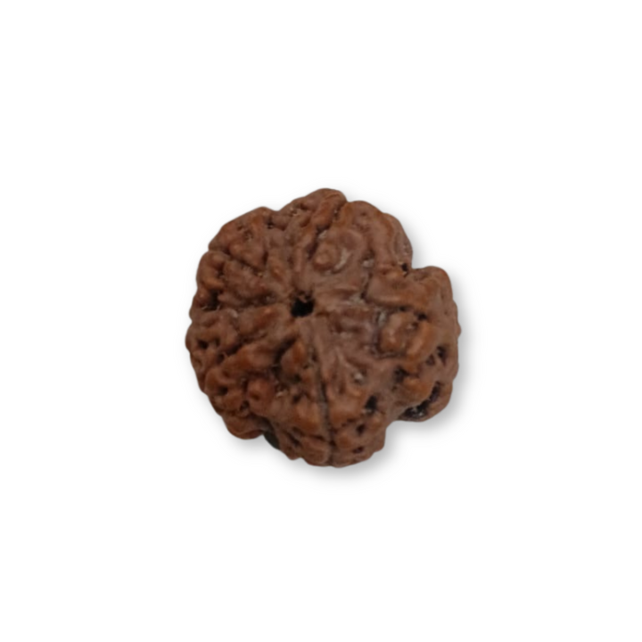 PanchMukhi Rudraksha, Authentic, Bears Five (5) lines