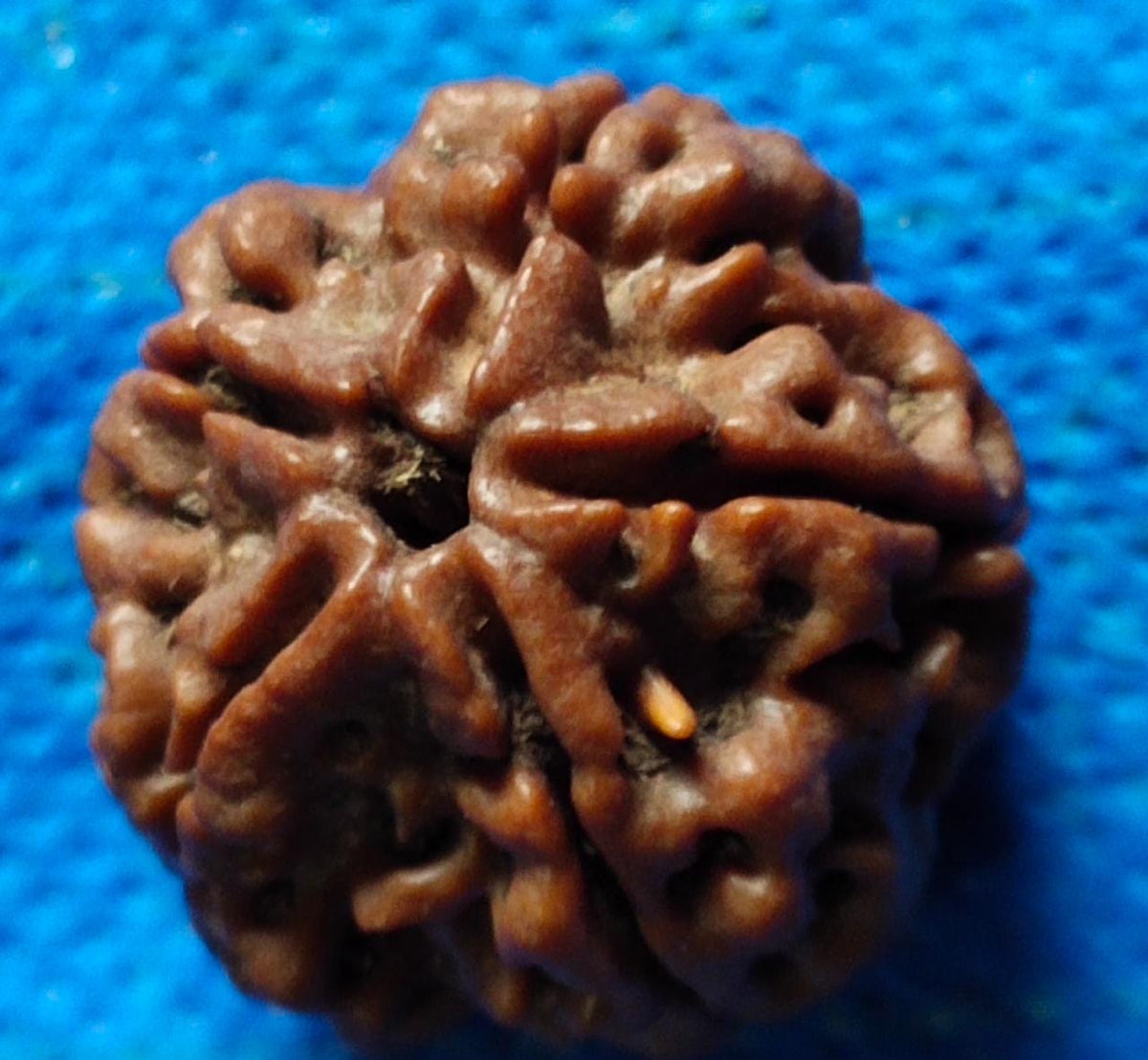 5 Mukhi Rudraksha