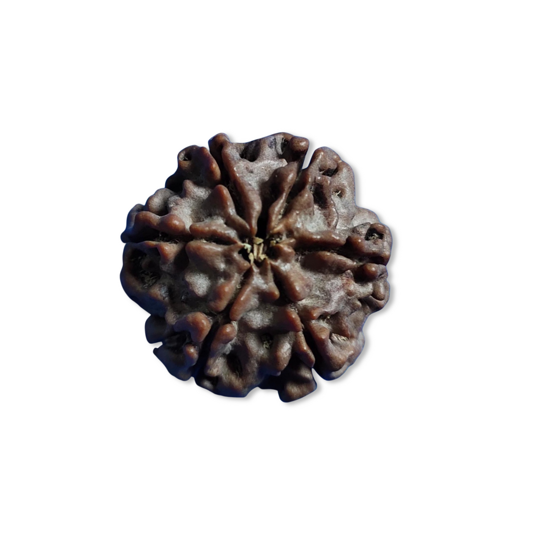 ShashtMukhi Rudraksha, Authentic, Bears Six (6) lines
