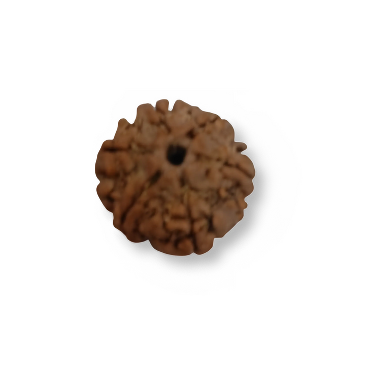 ShashtMukhi Rudraksha, Authentic, Bears Six (6) lines