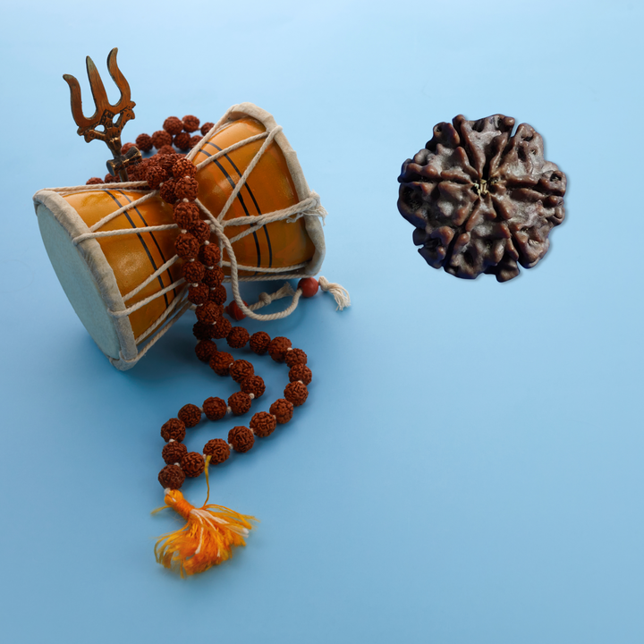 ShashtMukhi Rudraksha, Authentic, Bears Six (6) lines