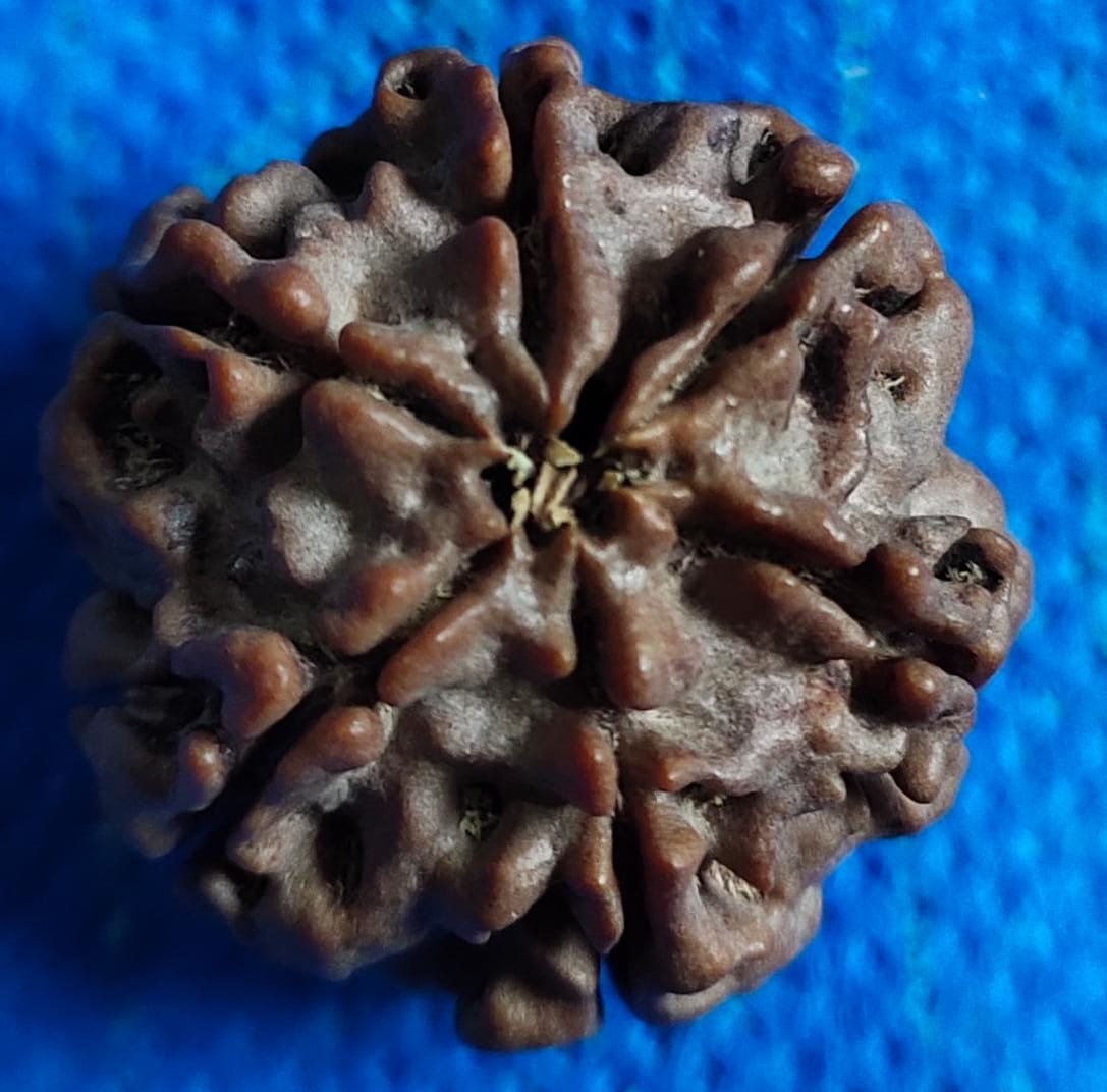 6 Mukhi Rudraksha