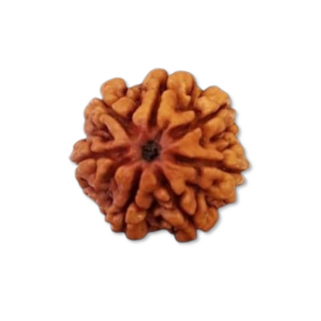 SaptaMukhi Rudraksha, Authentic, Bears Seven (7) lines