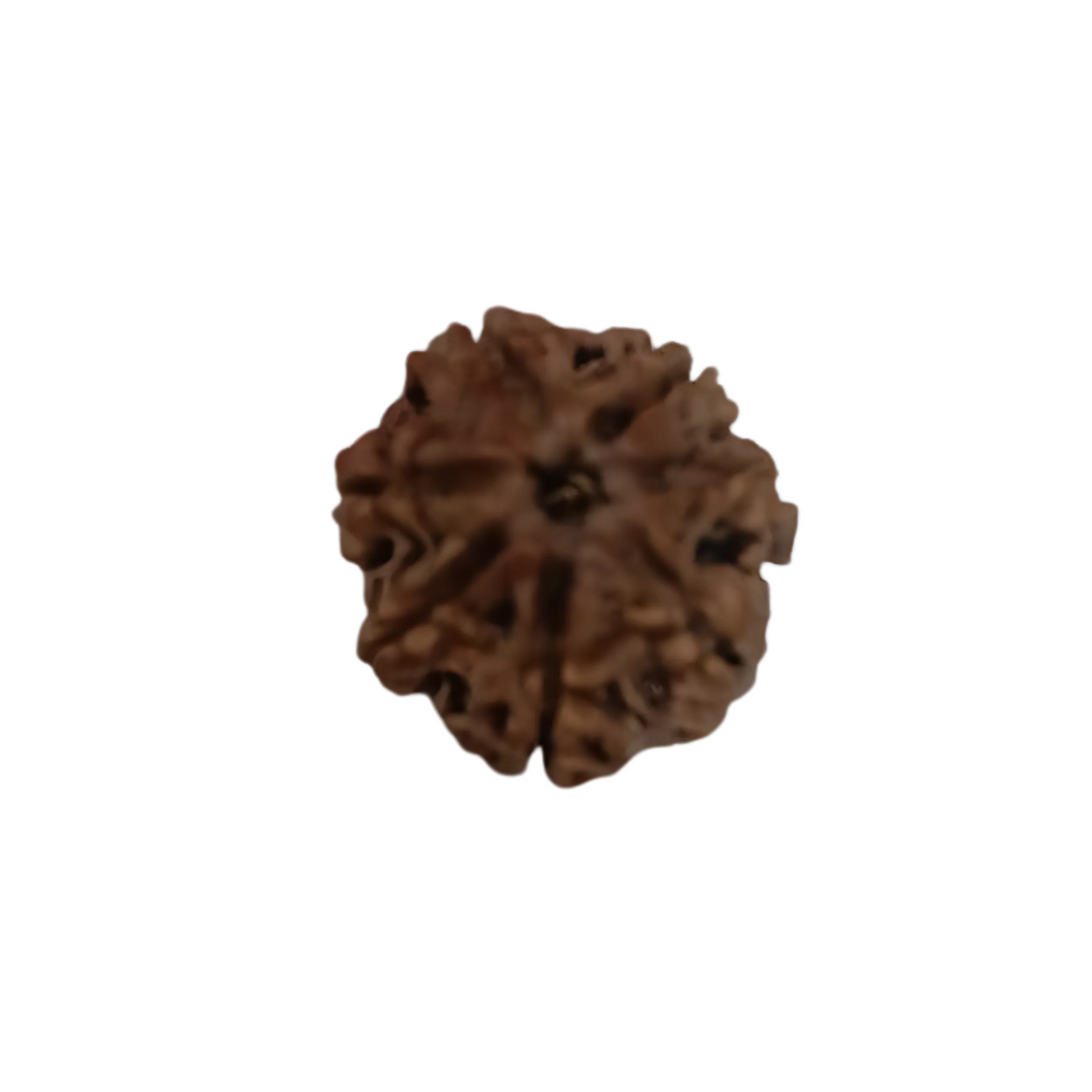 SaptaMukhi Rudraksha, Authentic, Bears Seven (7) lines