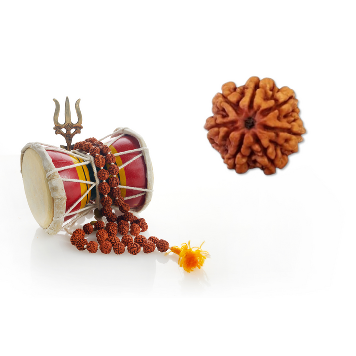 SaptaMukhi Rudraksha, Authentic, Bears Seven (7) lines
