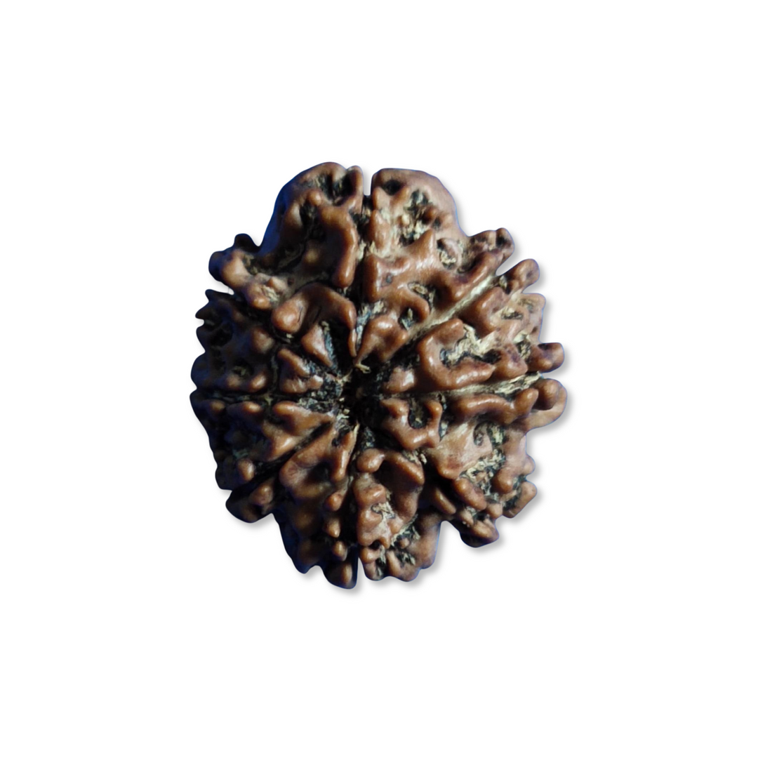 AsthMukhi Rudraksha, Authentic, Bears Seven (8) lines, Certified