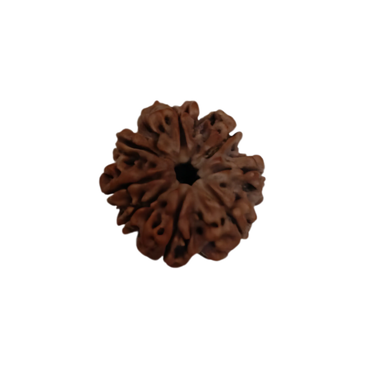 AsthMukhi Rudraksha, Authentic, Bears Seven (8) lines, Certified