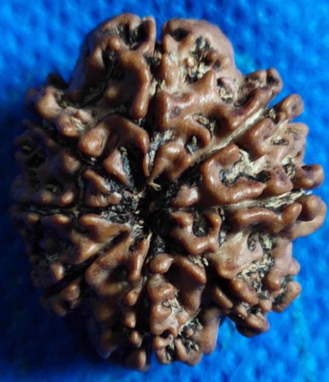 8 Mukhi Rudraksha