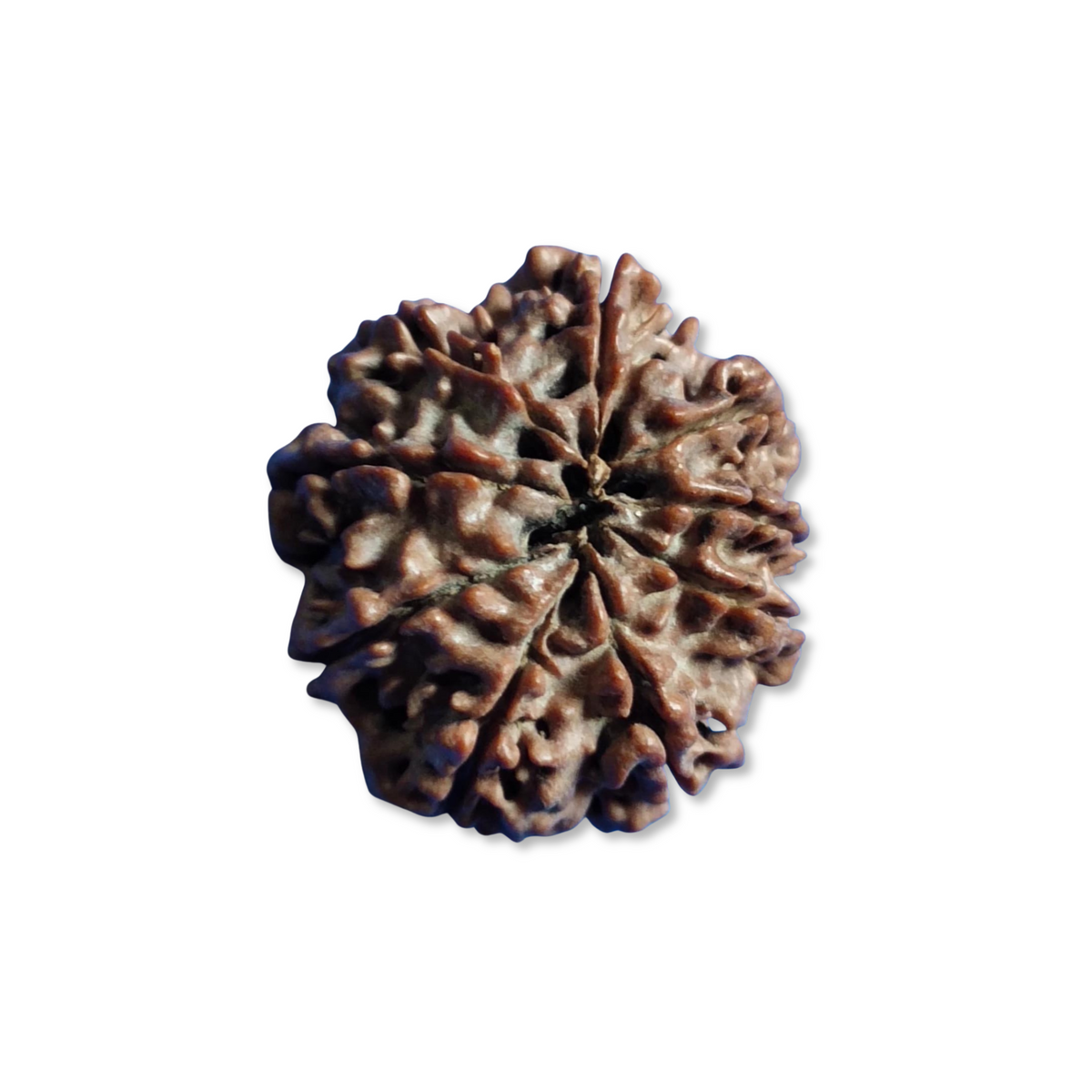 NavMukhi Rudraksha  Authentic, Bears Seven (9) lines, Certified