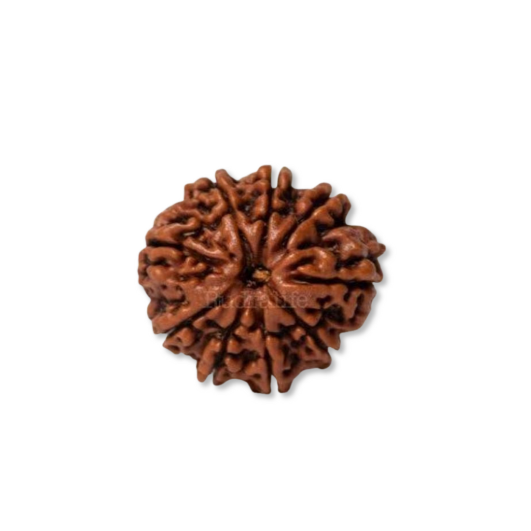NavMukhi Rudraksha  Authentic, Bears Seven (9) lines, Certified
