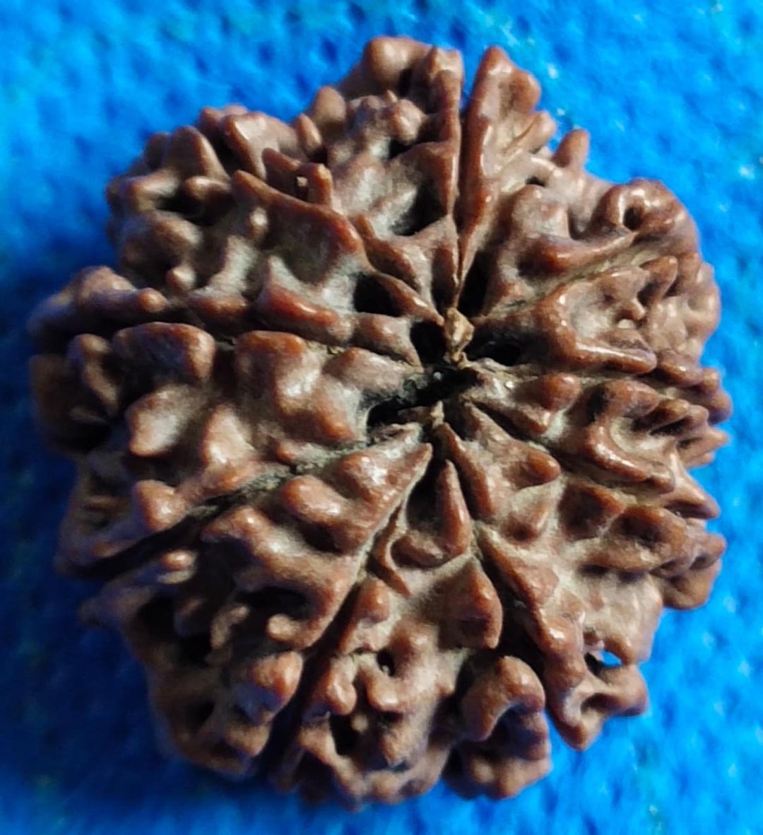 NavMukhi Rudraksha  Authentic, Bears Seven (9) lines, Certified