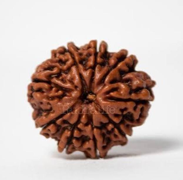 NavMukhi Rudraksha  Authentic, Bears Seven (9) lines, Certified