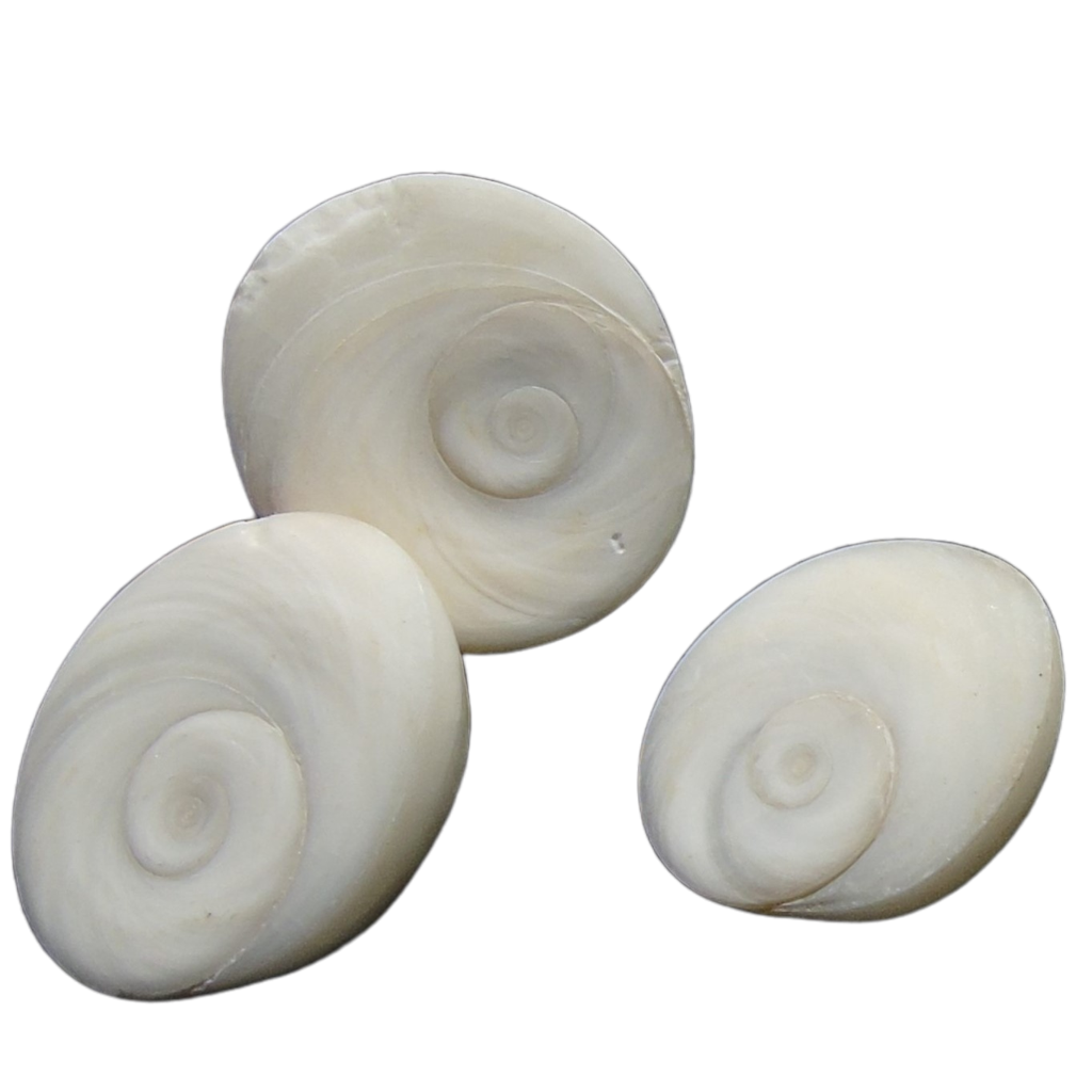 Gomti Chakra Raw Pieces (100 gms)