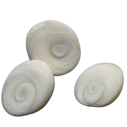 Gomti Chakra Raw Pieces (100 gms)