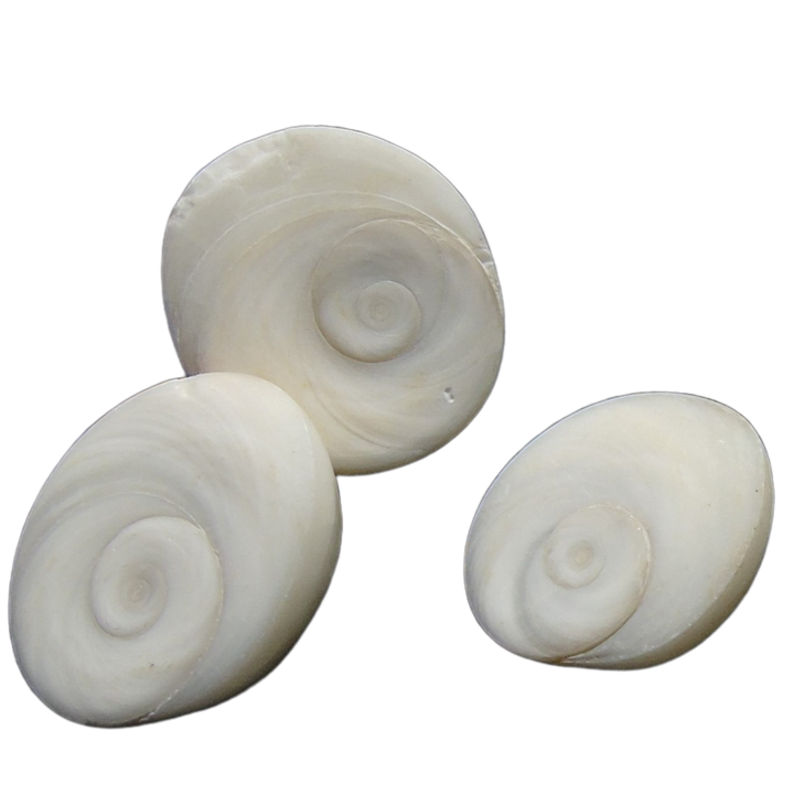 Gomti Chakra Raw Pieces (100 gms)