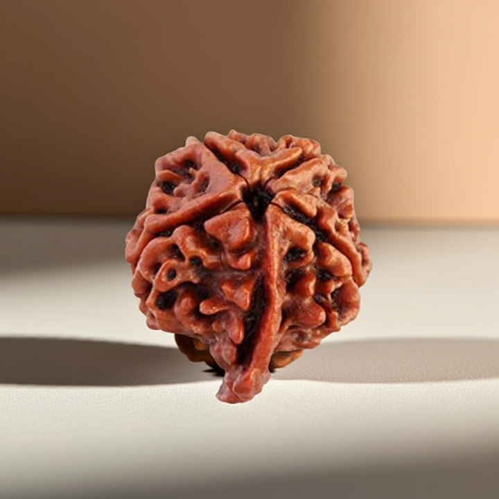 Ganesh Rudraksha  Authentic, Certified