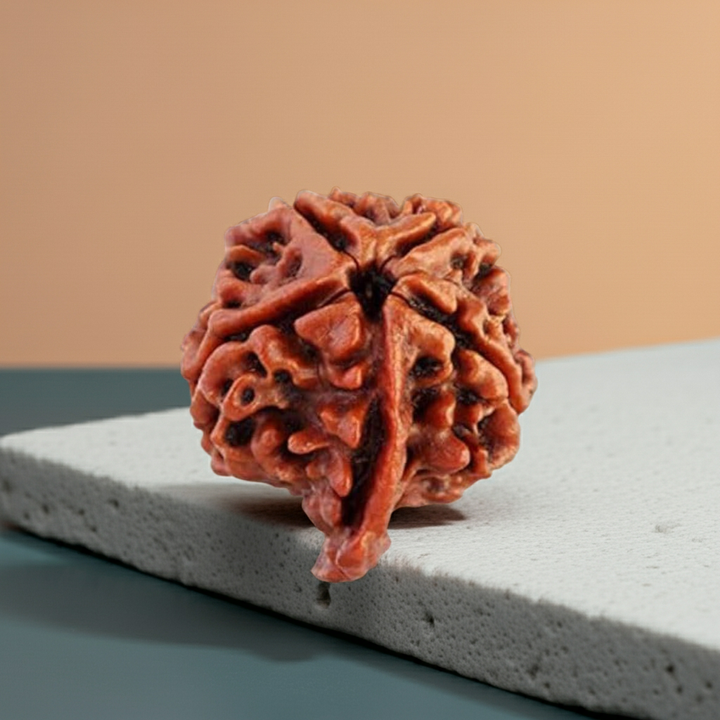 Ganesh Rudraksha  Authentic, Certified