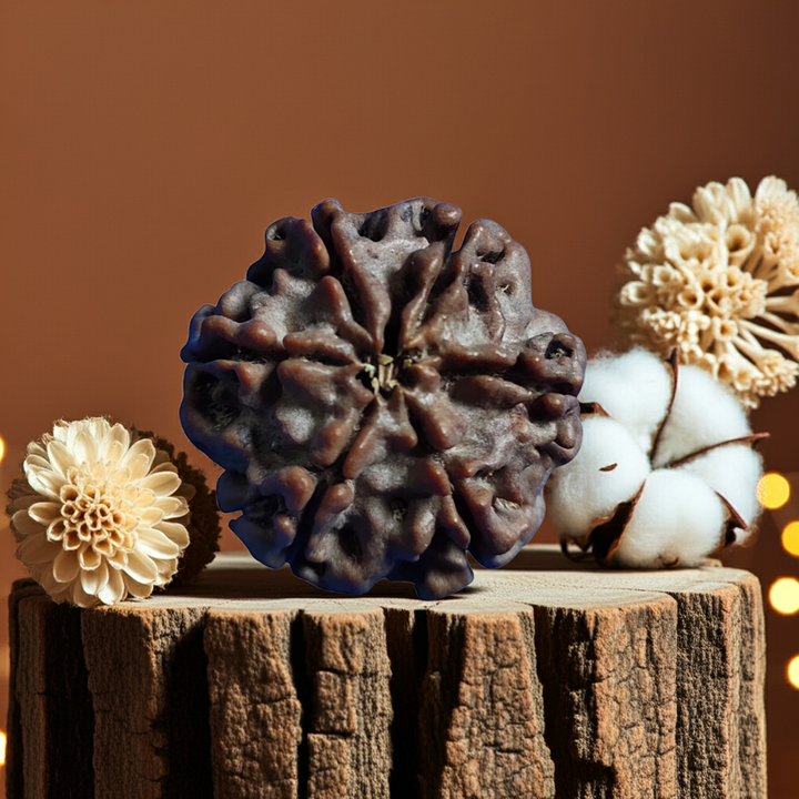ShashtMukhi Rudraksha, Authentic, Bears Six (6) lines