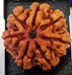 7 Mukhi Rudraksha