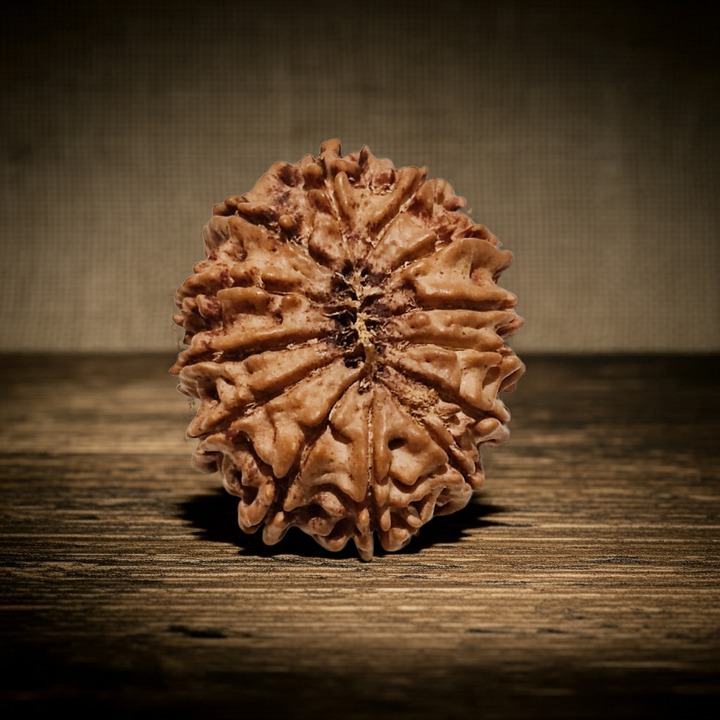 13 Mukhi Rudraksha  Authentic, Bears Seven (13) lines, Certified