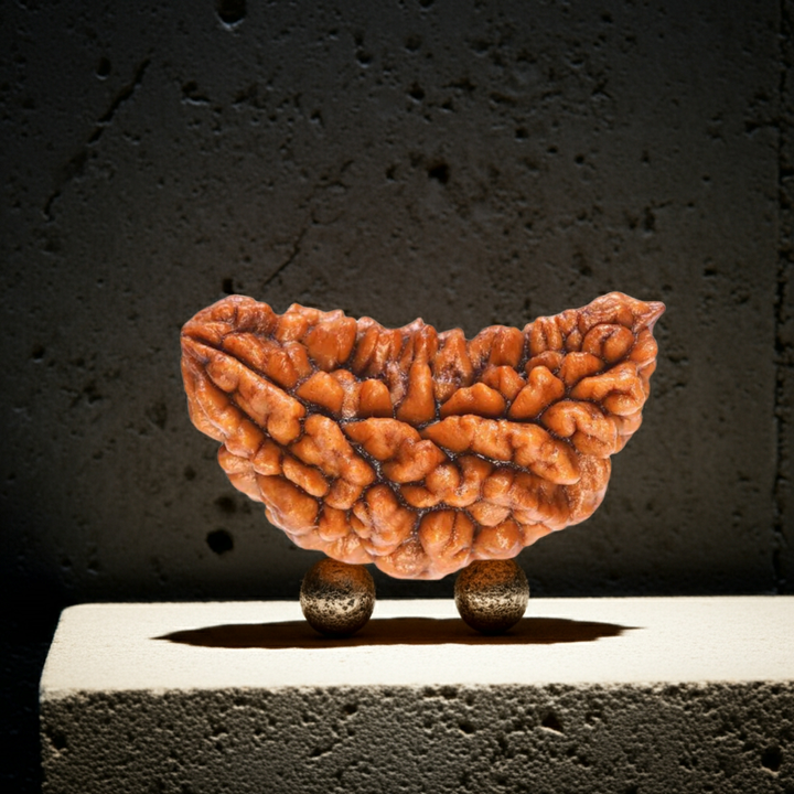 EkMukhi Rudraksha, Authentic, Bears one (1) line, Certified