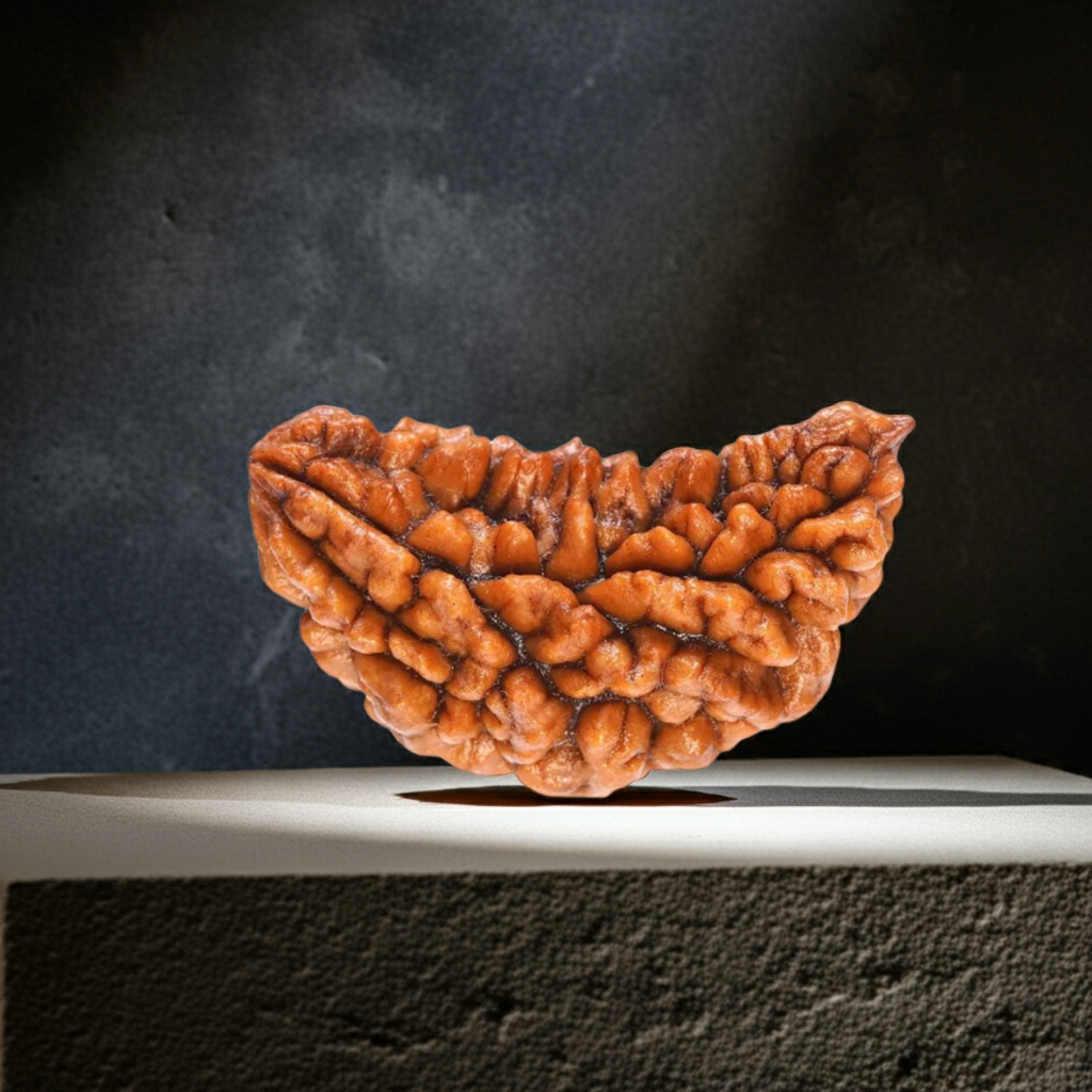 EkMukhi Rudraksha, Authentic, Bears one (1) line, Certified